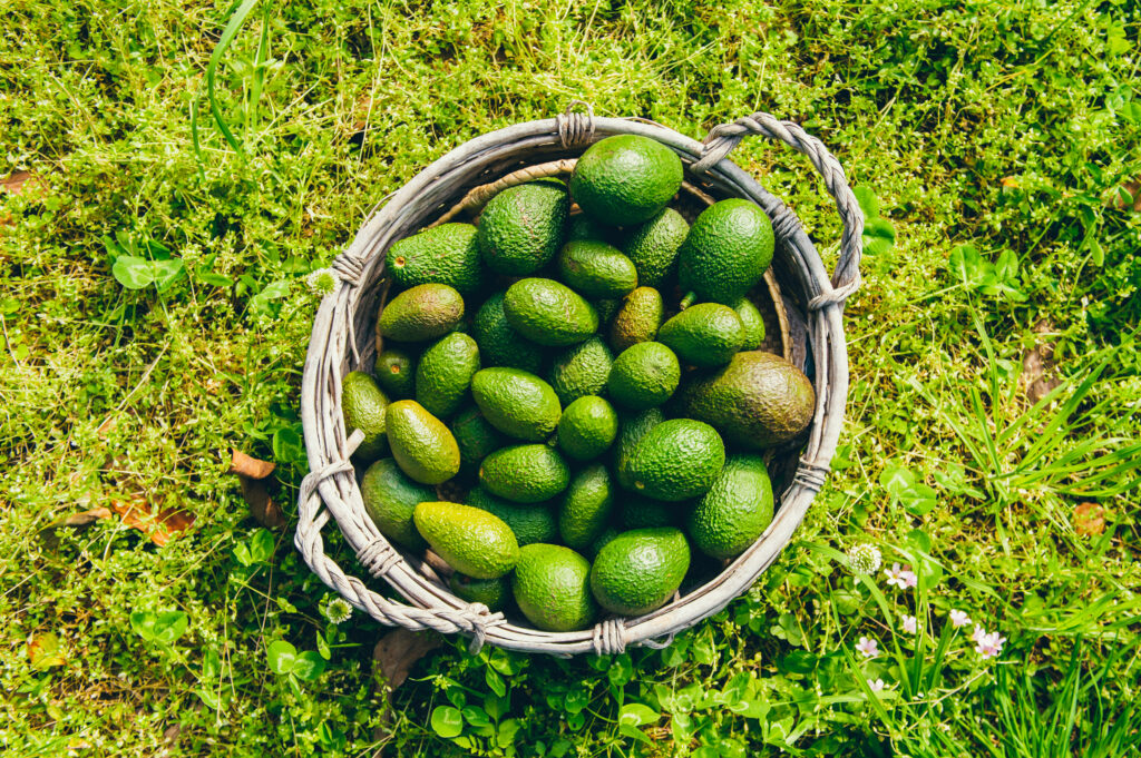 guac recipe, guacamole at home, beach burrito company